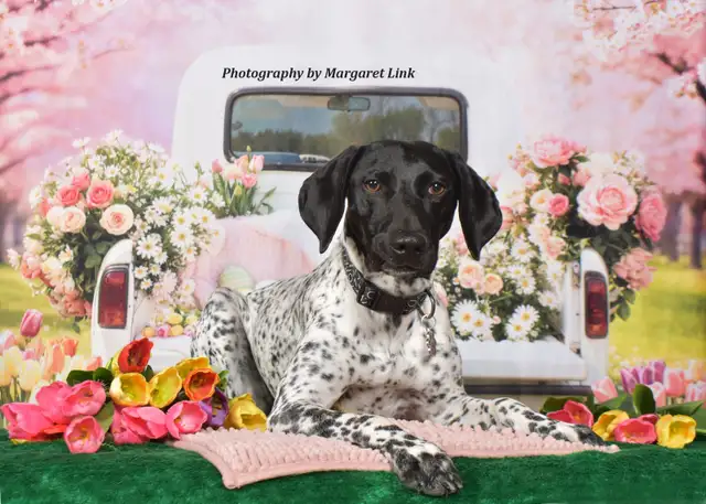 Easter and Spring Family/Pet Portrait Days, Eastern Ontario - Photo 5