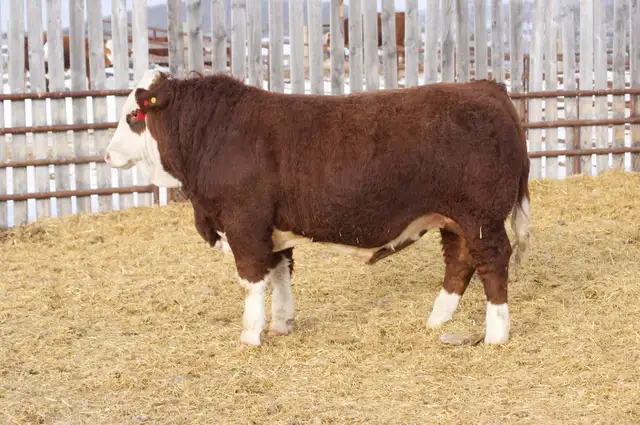Fullblood Simmental Bulls