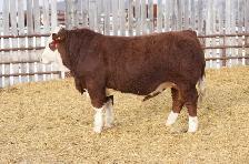Fullblood Simmental Bulls