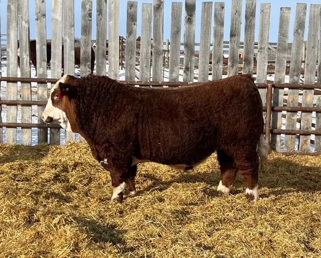 Fullblood Simmental Bulls - Photo 2