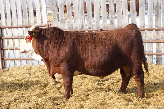 Fullblood Simmental Bulls - Photo 3