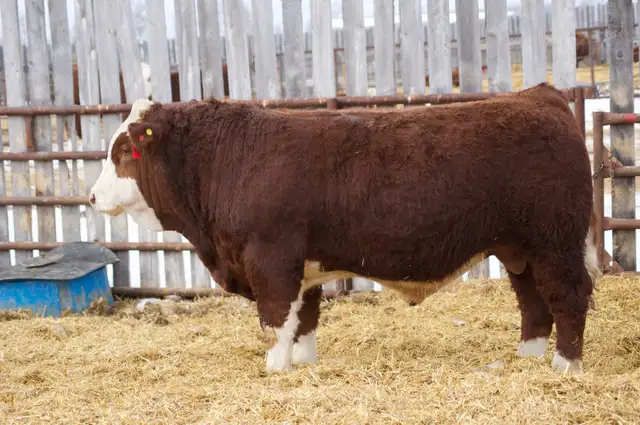 Fullblood Simmental Bulls - Photo 4