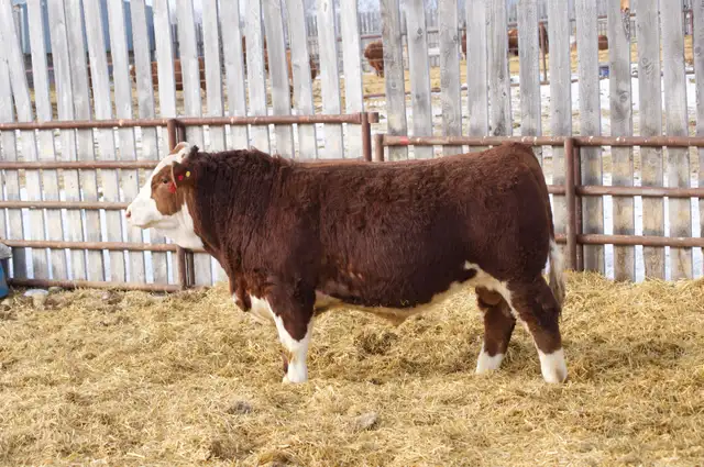 Fullblood Simmental Bulls - Photo 5