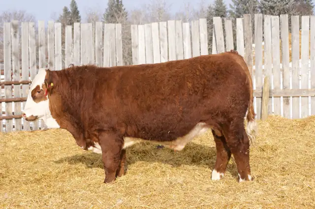Fullblood Simmental Bulls - Photo 6