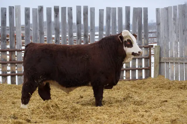 Fullblood Simmental Bulls - Photo 7