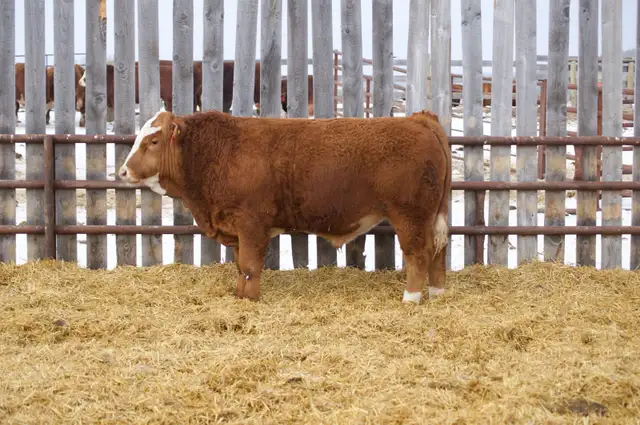 Fullblood Simmental Bulls - Photo 8