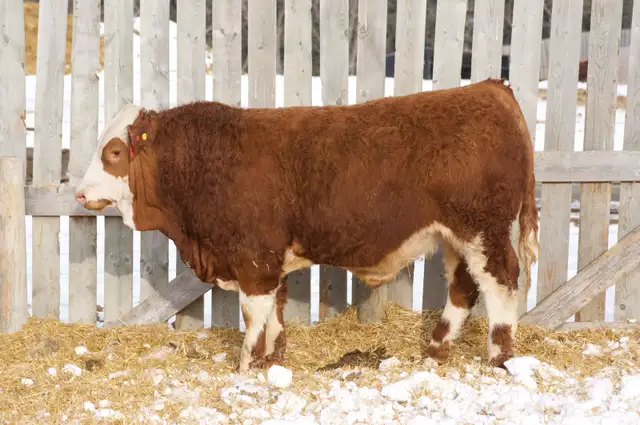 Fullblood Simmental Bulls - Photo 9