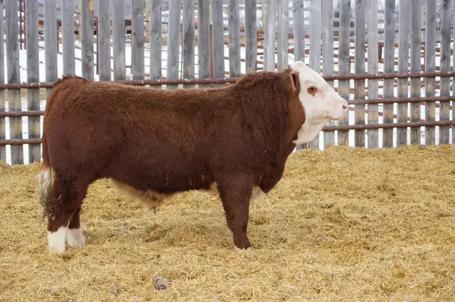 Fullblood Simmental Bulls - Photo 10