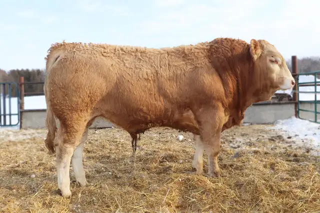 bulls for sale - Photo 2