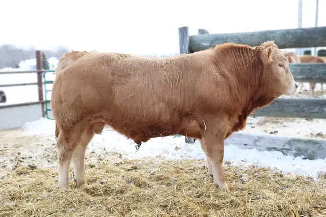 bulls for sale - Photo 3