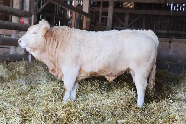 bulls for sale - Photo 4