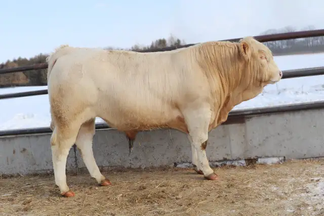 bulls for sale - Photo 5