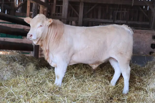 bulls for sale - Photo 6