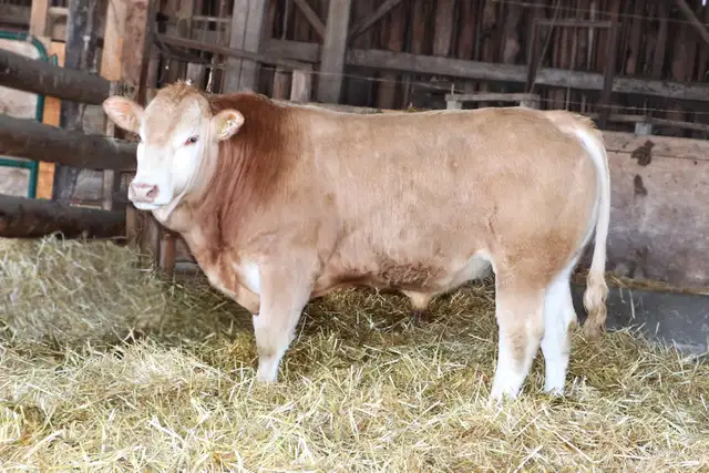 bulls for sale - Photo 7