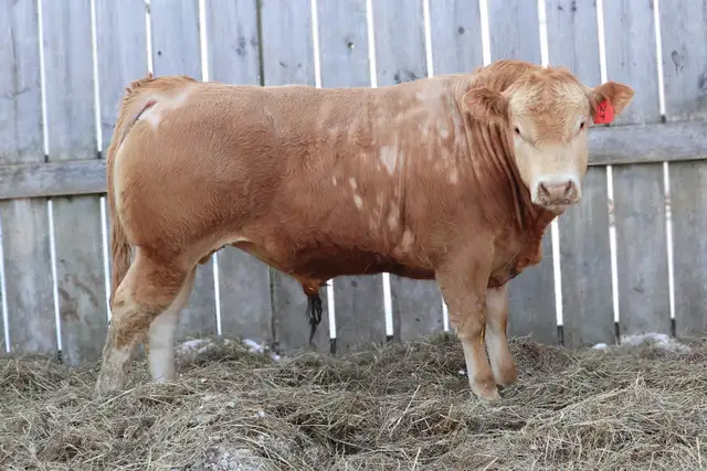 bulls for sale - Photo 8