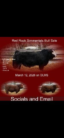 Red Rock Simmentals 2nd Annual Bull and Female Sale