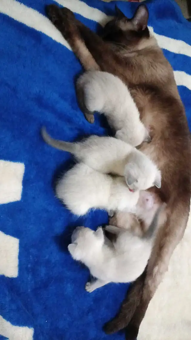 SIAMESE KITTENS AVAILABLE