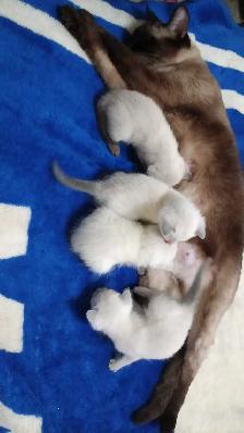 SIAMESE KITTENS AVAILABLE