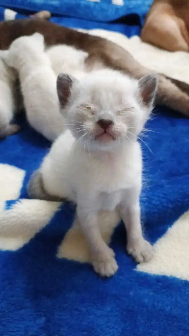 SIAMESE KITTENS AVAILABLE - Photo 2