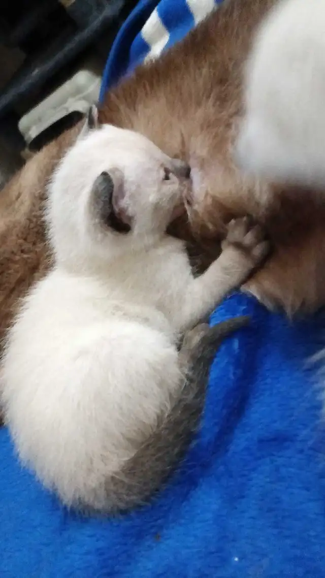 SIAMESE KITTENS AVAILABLE - Photo 3