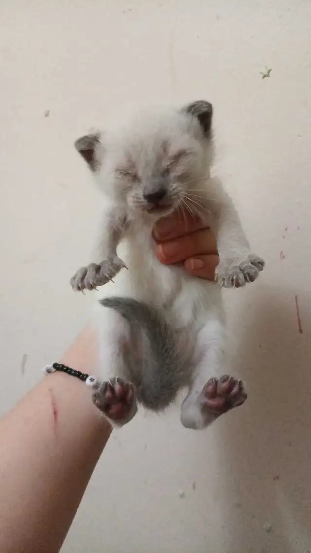 SIAMESE KITTENS AVAILABLE - Photo 4