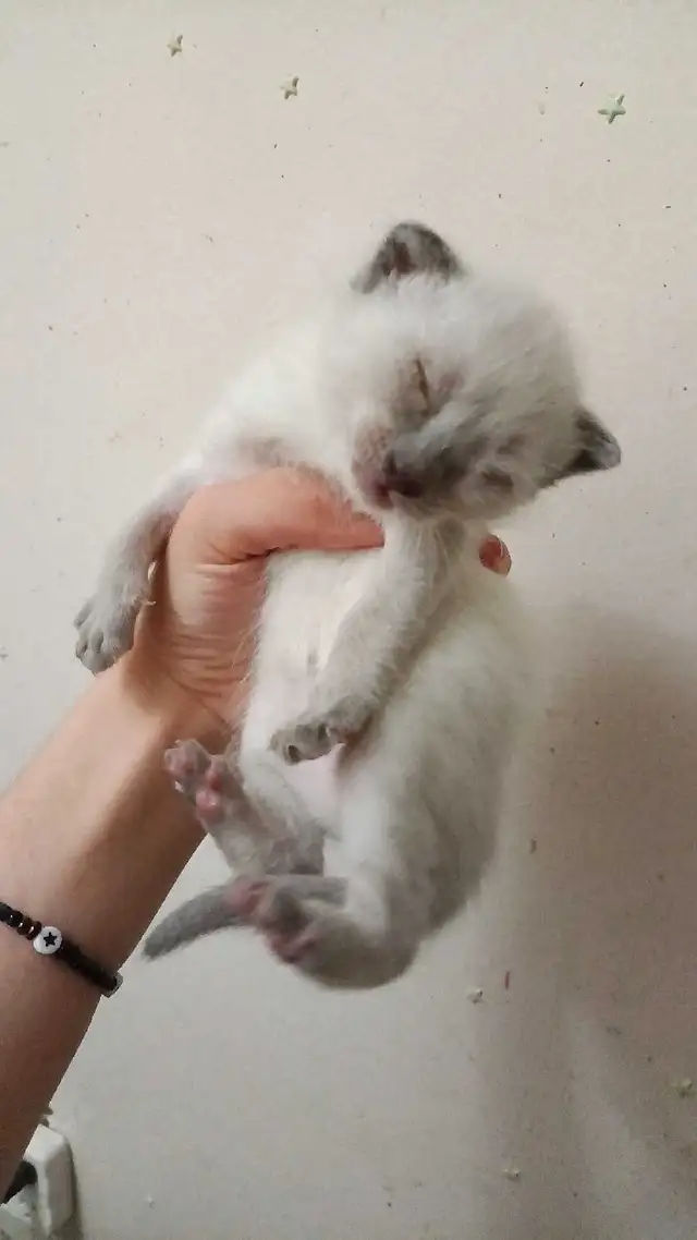 SIAMESE KITTENS AVAILABLE - Photo 5