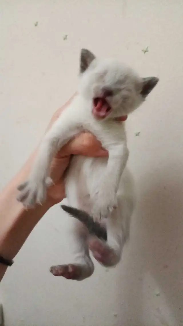 SIAMESE KITTENS AVAILABLE - Photo 6