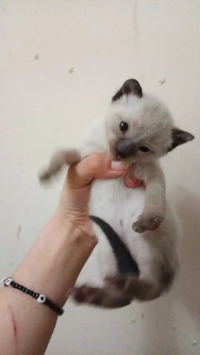 SIAMESE KITTENS AVAILABLE - Photo 7