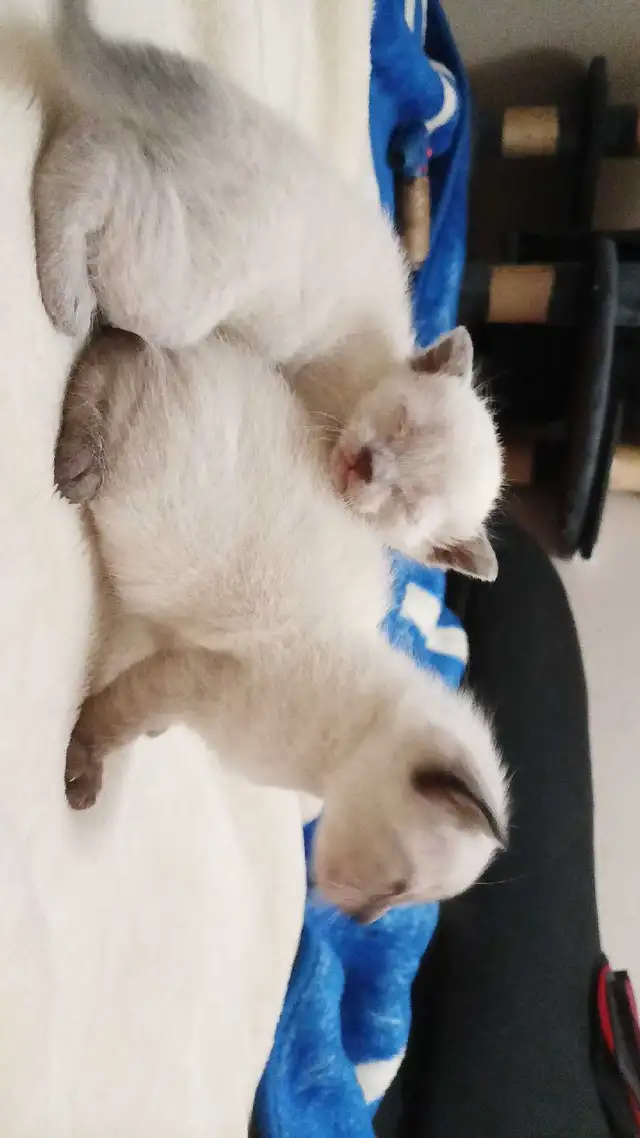 SIAMESE KITTENS AVAILABLE - Photo 8