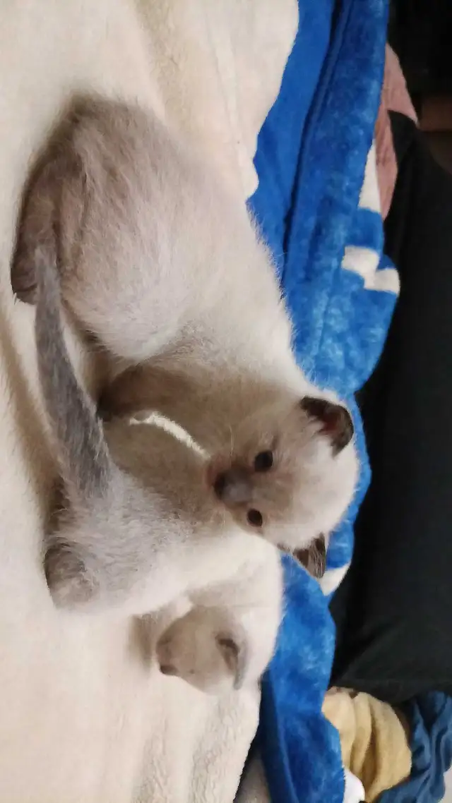 SIAMESE KITTENS AVAILABLE - Photo 9