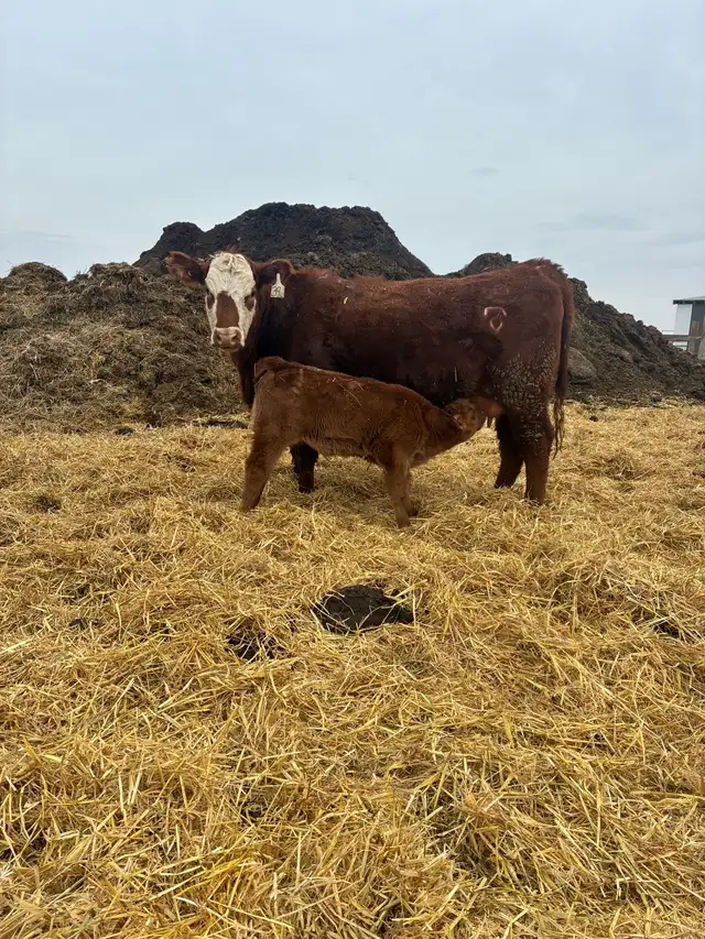 Heifer pairs - Photo 2