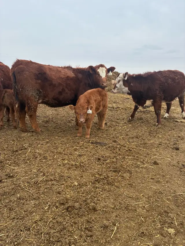 Heifer pairs - Photo 3