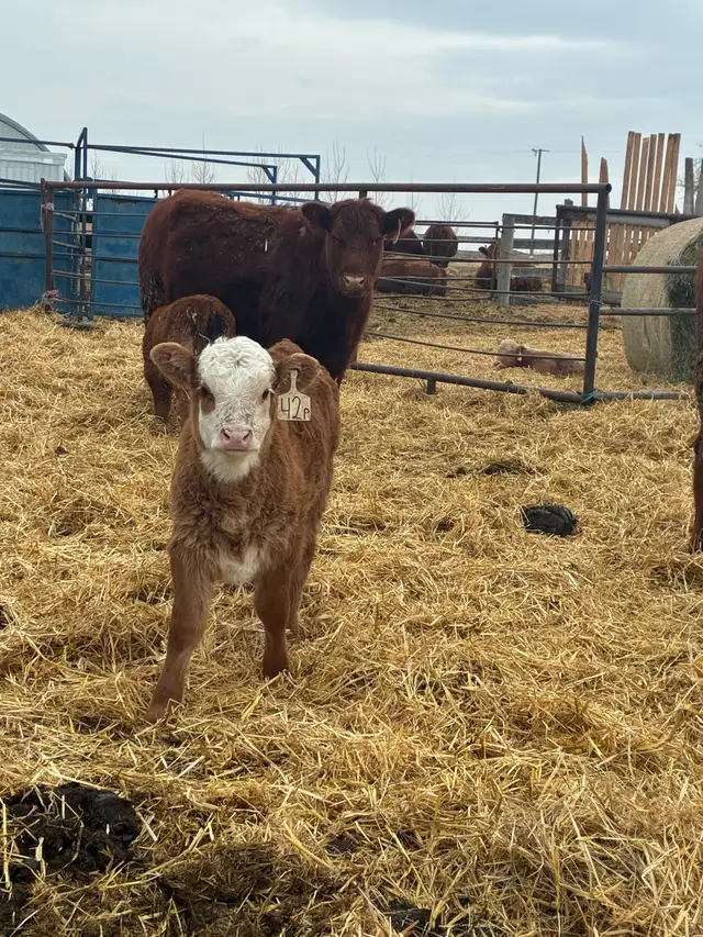 Heifer pairs - Photo 4