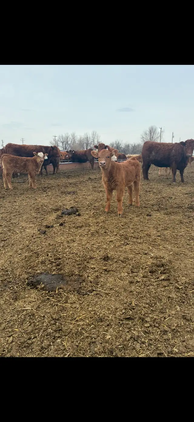 Heifer pairs - Photo 5