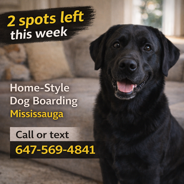 Mississauga Home Dog Boarding