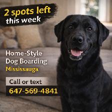 Mississauga Home Dog Boarding