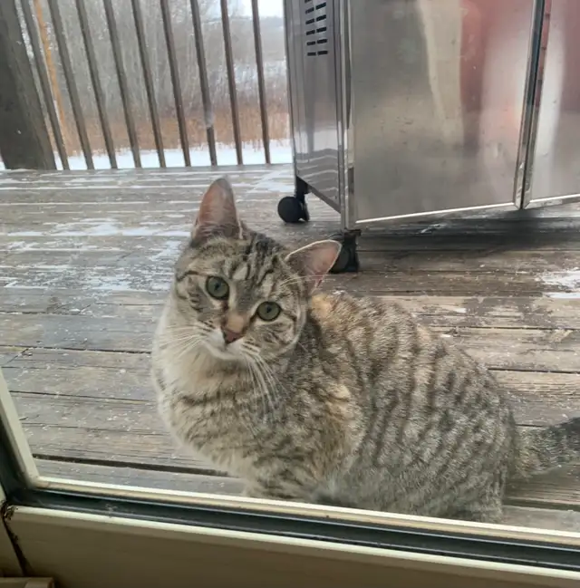 2 cats to rehome! - Photo 2