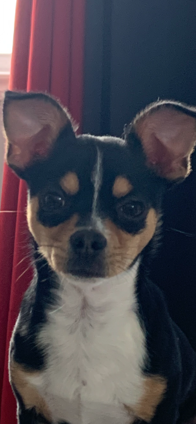 Chihuahua mâle