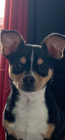 Chihuahua mâle