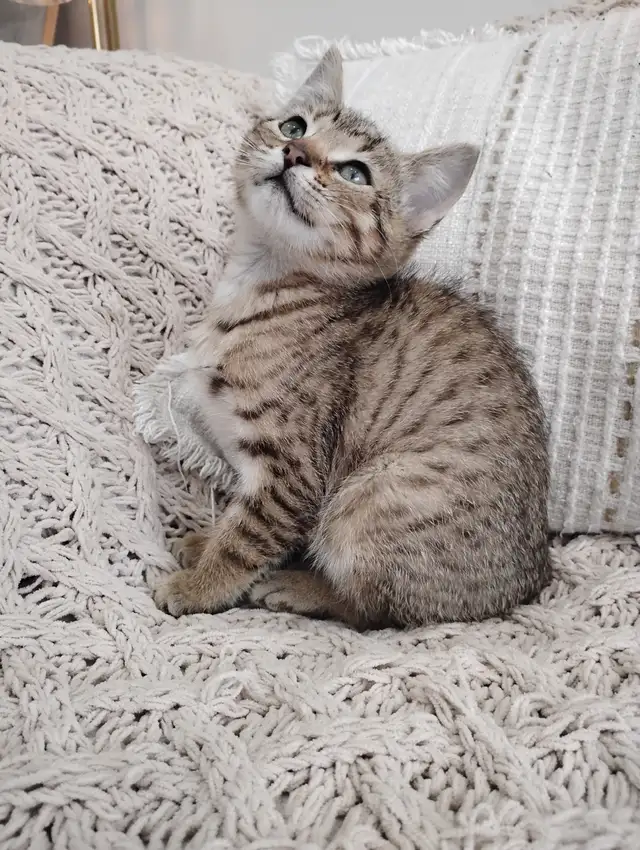 Chaton Bengal