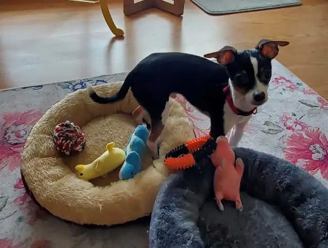 Chien Chiwawa - Photo 2