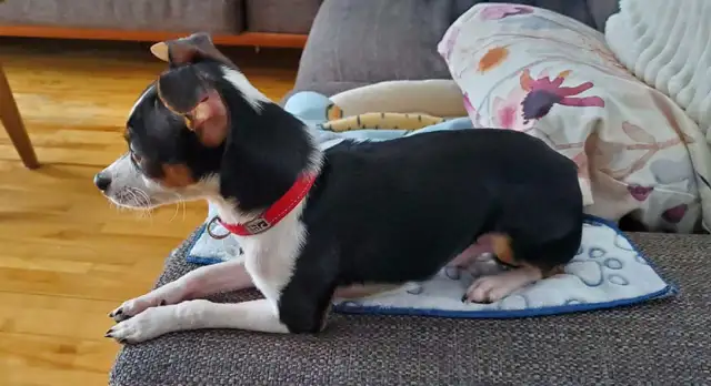 Chien Chiwawa - Photo 3