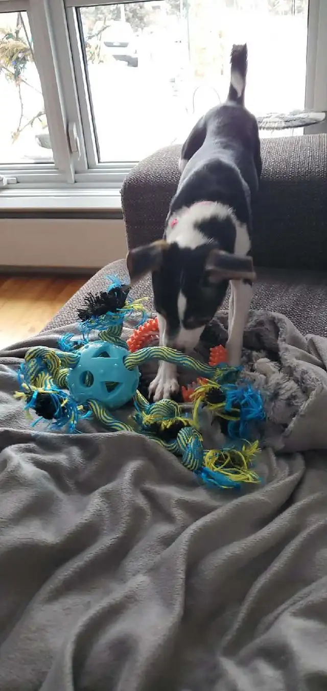 Chien Chiwawa - Photo 4