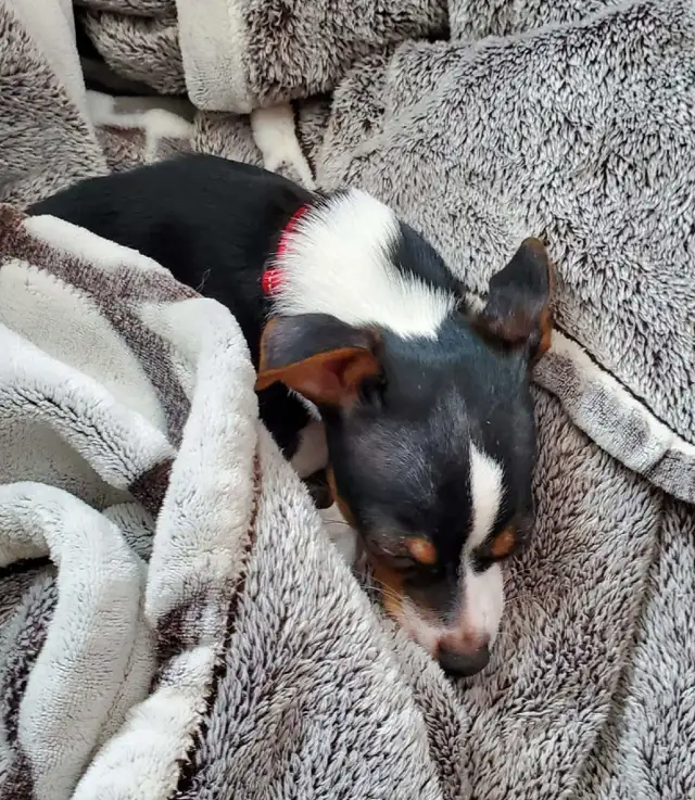 Chien Chiwawa - Photo 5