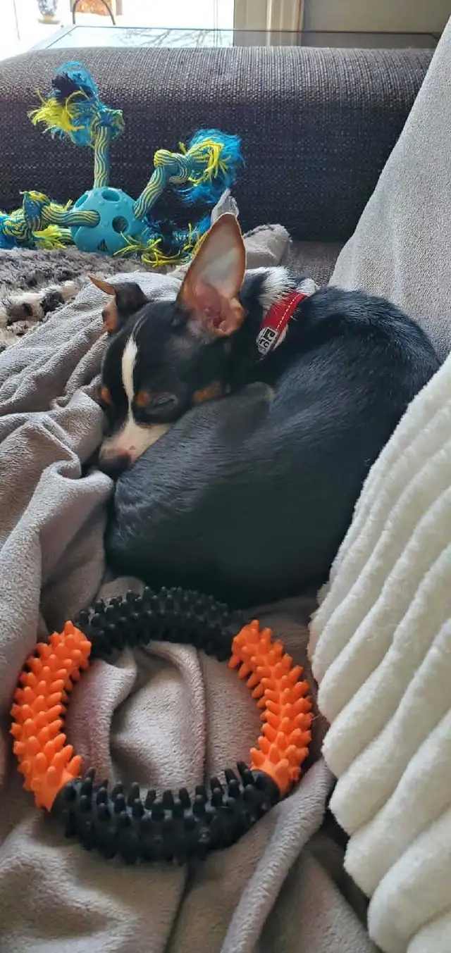 Chien Chiwawa - Photo 6