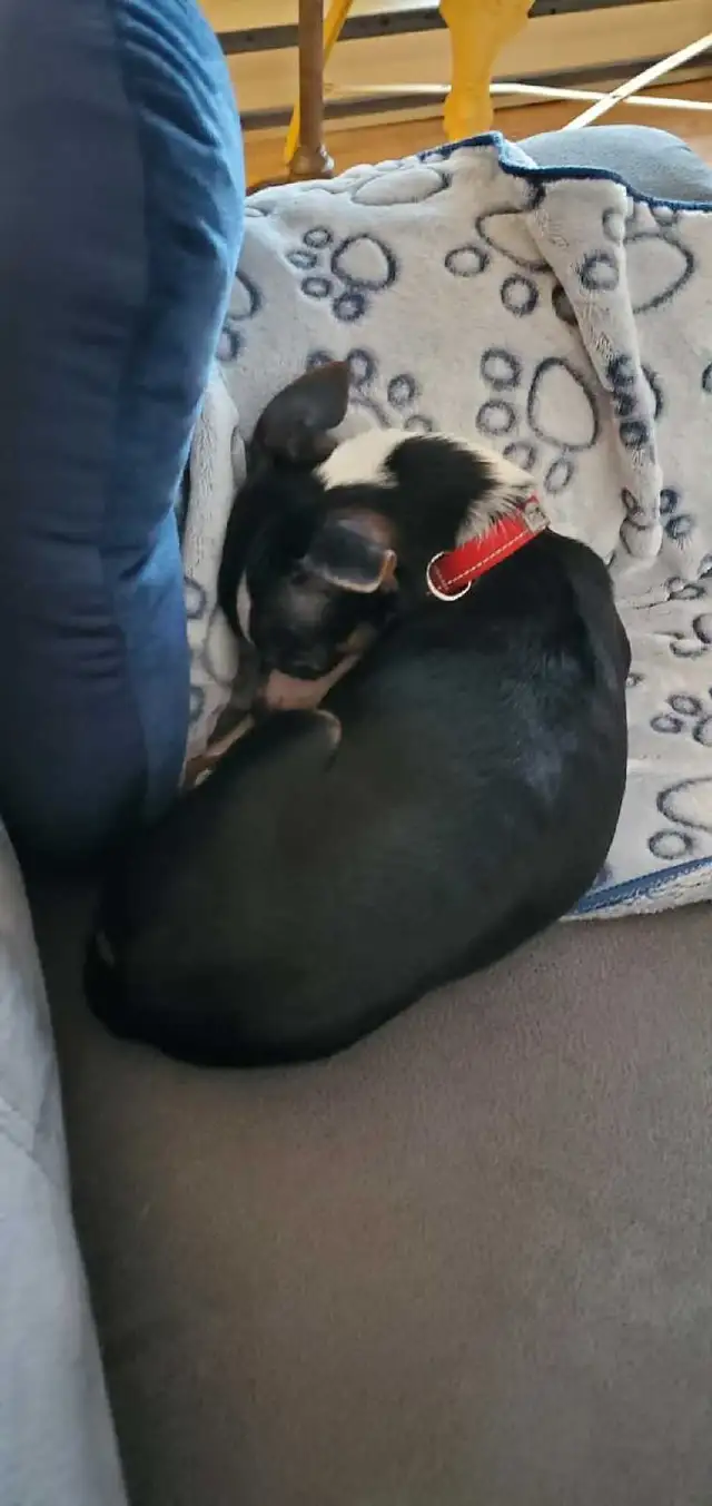 Chien Chiwawa - Photo 7