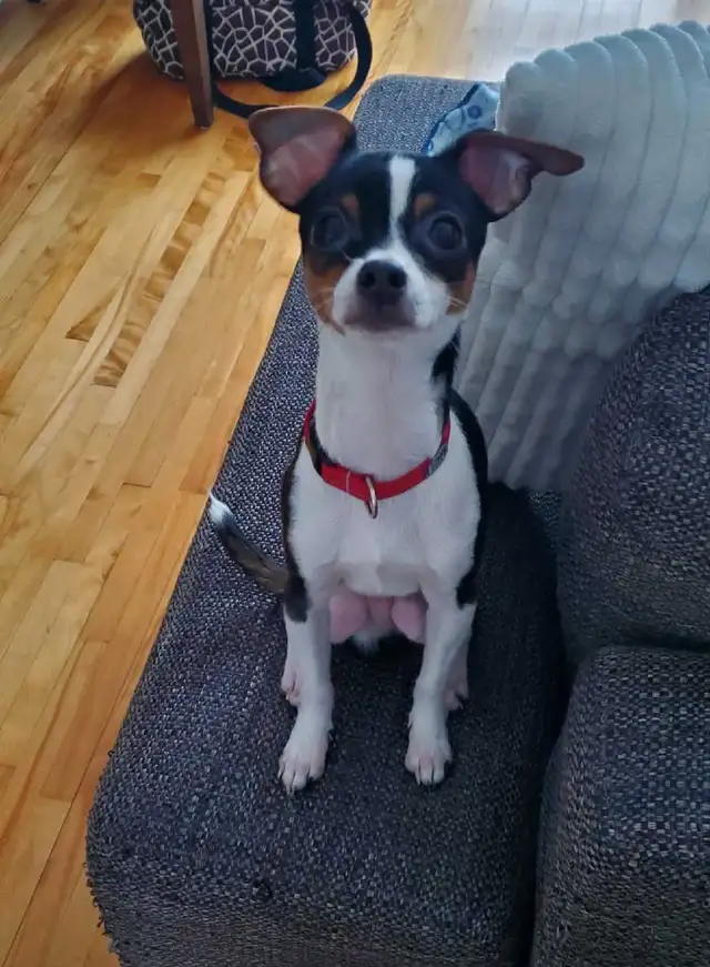 Chien Chiwawa - Photo 8