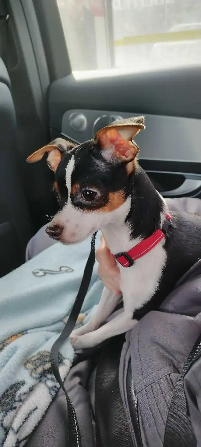 Chien Chiwawa - Photo 9