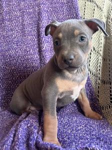 Puppies ready to go!