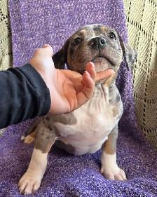 Puppies ready to go! - Photo 2